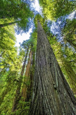 Yüksek Ağaçlar Yükselen Redwoods Milli Parkı Crescent City Califor