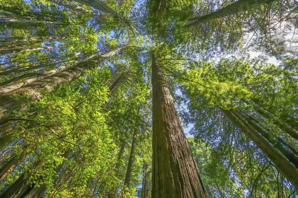 Hohe Bäume hoch aufragende Redwoods Nationalpark Halbmond Stadt califor — Stockfoto