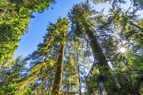 Sun Star rayonne grands arbres imposants Redwoods National Park Califor — Photo