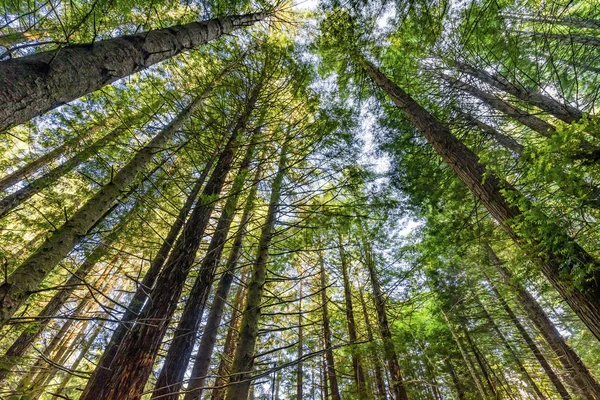 Hohe Bäume hoch aufragende Redwoods Nationalpark Halbmond Stadt califor — Stockfoto