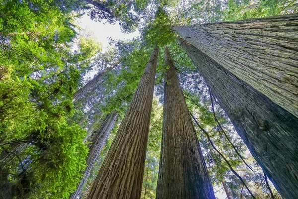 Tall Trees Towering Redwoods National Park Crescent City Califor — Stock Photo, Image