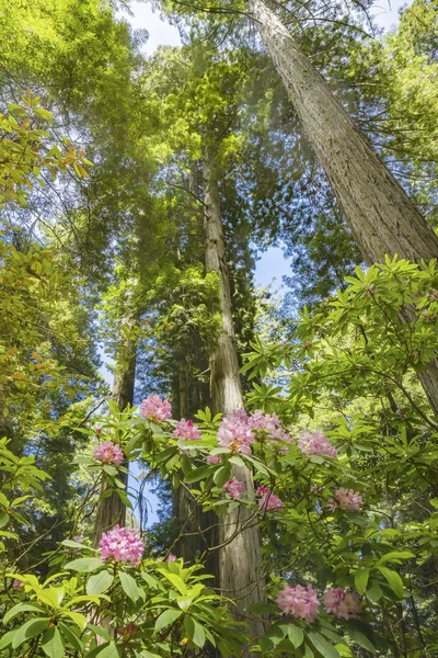 Hoge bomen torenhoge Redwoods roze Rhododendron National Park CAL — Stockfoto