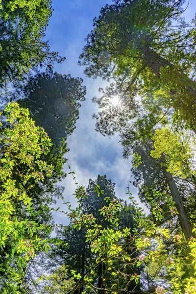 Altas árvores elevando Redwoods National Park Crescent City Califor — Fotografia de Stock