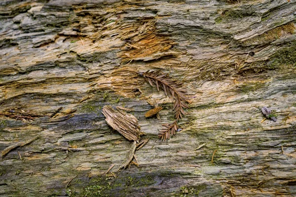 다채로운 추상 배경 나무 껍질 레드 우드 국립 공원 크레센 — 스톡 사진