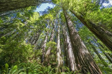 Yüksek Ağaçlar Yükselen Redwoods Milli Parkı Crescent City Califor