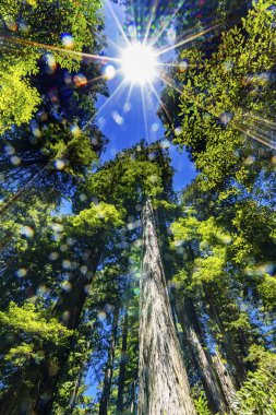 Sun Star Rays Tall Ağaçlar Yükselen Redwoods Milli Parkı Califor