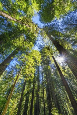 Sun Star Rays Tall Ağaçlar Yükselen Redwoods Milli Parkı Califor