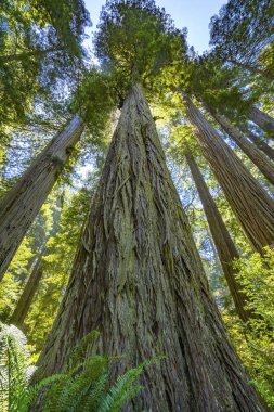 Yüksek Ağaçlar Yükselen Redwoods Milli Parkı Crescent City Califor