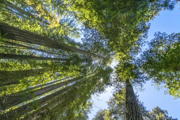 Altas árvores elevando Redwoods National Park Crescent City Califor — Fotografia de Stock