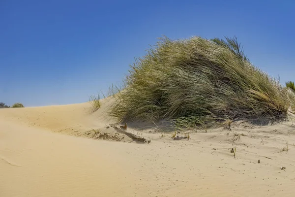 Área de Recreación Natioinal de Dunas de Arena Oregon — Foto de Stock