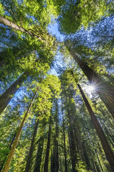 Sun Star Rays árvores altas impondo Redwoods Parque Nacional Califor — Fotografia de Stock
