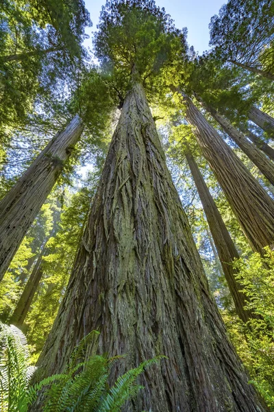 Altas árvores elevando Redwoods National Park Crescent City Califor — Fotografia de Stock