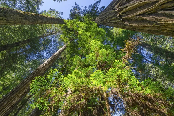 Hoge bomen torenhoge Redwoods National Park Crescent City Califor — Stockfoto