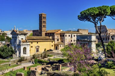 Şemsiye Ağaçlar Antik Forum Titus Arch Roma Kolezyum Roma Ita
