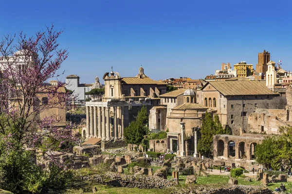 Antiguo Foro Vesta Templo Regia Curia Roma Italia — Foto de Stock