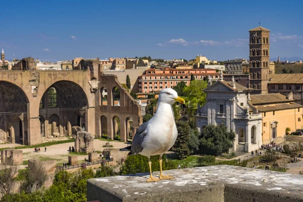 Martı Antik Forum Bazilikası Konstantin Roma İtalya 