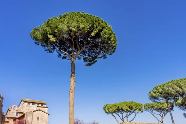 Árbol de paraguas Museo Antiguo Colina Palantina Roma Italia — Foto de Stock