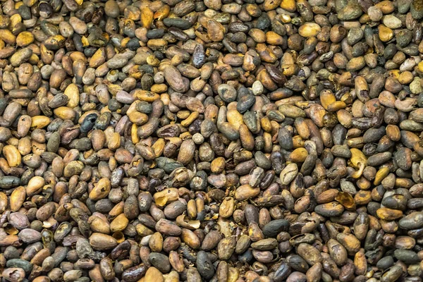 Fagioli messicani di cacao per cioccolata calda Oaxaca Messico — Foto Stock