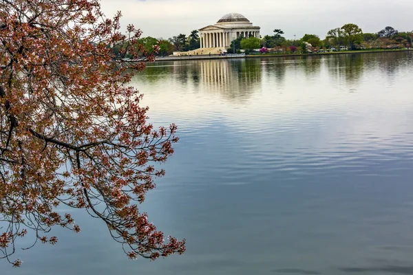 Kiraz Çiçeği Gelgit Havzası Jefferson Memorial Washington DC — Stok fotoğraf