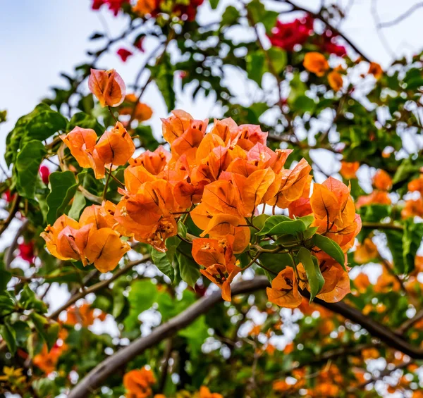 オレンジブーゲンビリア緑の葉イースター島チリ — ストック写真
