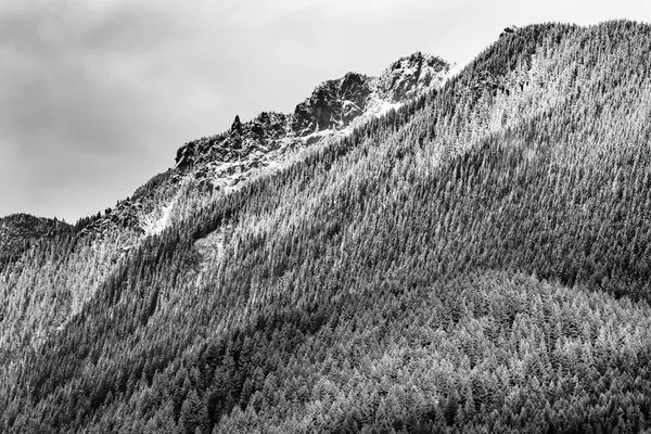 Czarno Biały Snow Mount Cascade Range Evergreen Forest North Bend — Zdjęcie stockowe