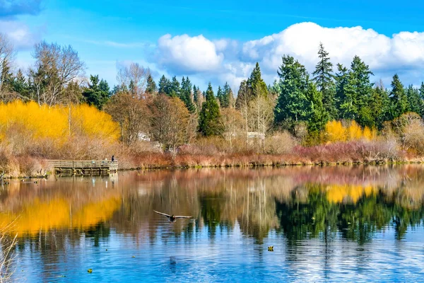 Larsen Lake Reflection Duck Blueberry Farm Public Park Bellevue Washington — Foto de Stock