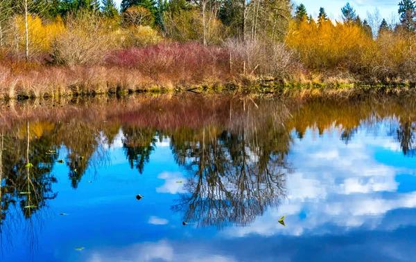 Larsen Lake Reflection Blueberry Farm Public Park Bellevue Washington Původně — Stock fotografie