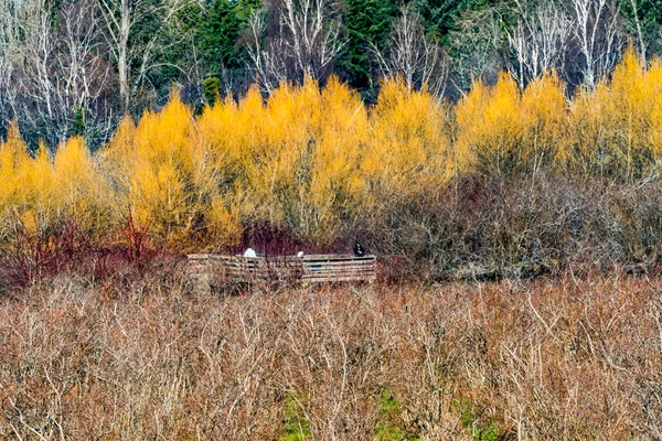 Cespugli Mirtilli Spring Larsen Lake Blueberry Farm Public Park Bellevue — Foto Stock