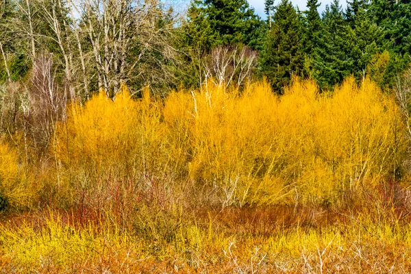 Yellow Red Bushes Spring Larsen Lake Blueberry Farm Public Park — Foto de Stock