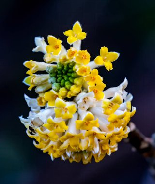Sarı Beyaz Doğu Paperbush Edgeworthia Chrysantha Blossoms Blooming Macro Bellevue Washington Eyaleti. Japonya 'ya özgü. Geleneksel Japon kağıdı yapmak için kullanılır..
