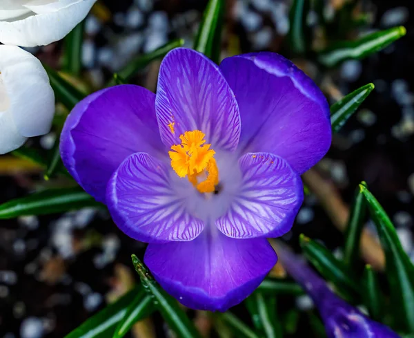 Blue Purple Crocus Blossom Blooming Macro Bellevue Washington State Перша — стокове фото