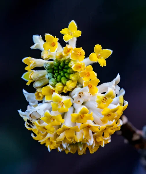 Yellow White Oriental Paperbush Edgeworthia Chrysantha Blossoms Blooming Macro Bellevue — Stock fotografie