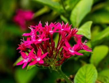 Pembe Mısır Yıldız Kümesi Pentas Lanceolata Bush Yeşil Şili 'den Çıktı 