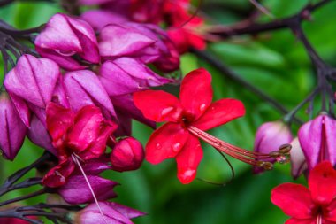 Pembe Çin Bal Ormanı Rangoon Sarmaşık Sarmaşığı Yeşil Şili 'den Çıkıyor 