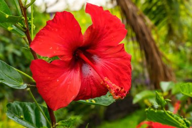 Kırmızı Boyalı Bayan Tropikal Hibiscus Çiçekleri Yeşil Şili 'den ayrılıyor. Tropikal amberlerin birçok çeşidi vardır..