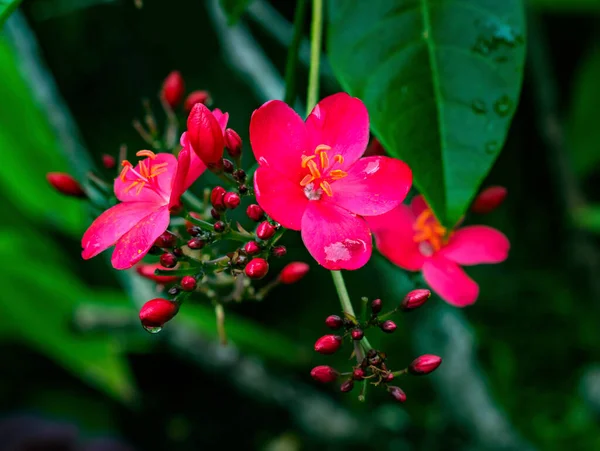 Pink Peregrina Spicy Jatropha Bush Green Leaves Easter Island Chile — стокове фото