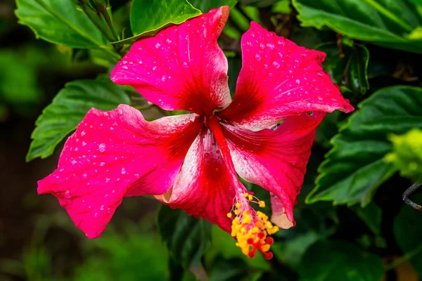 Catch Breath Red Tropical Hibiscus Flowers Green Leaves Easter Island — стокове фото