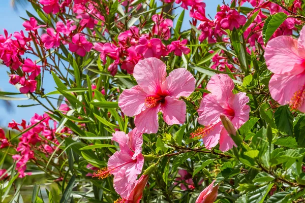 Seminarium Pink Tropical Hibiscus Blommor Gröna Löv Påskön Chile Tropisk — Stockfoto