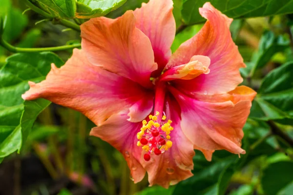 Orange Pink Tropical Double Hibiscus Flower Green Leaves Easter Island — стокове фото