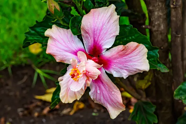 Capitolio White Pink Tropical Hibiscus Double Flower Green Leaves Easter — стокове фото