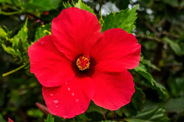 赤絵の女性熱帯ハイビスカスの花緑の葉イースター島チリ 熱帯ハイビスカスには多くの品種が — ストック写真