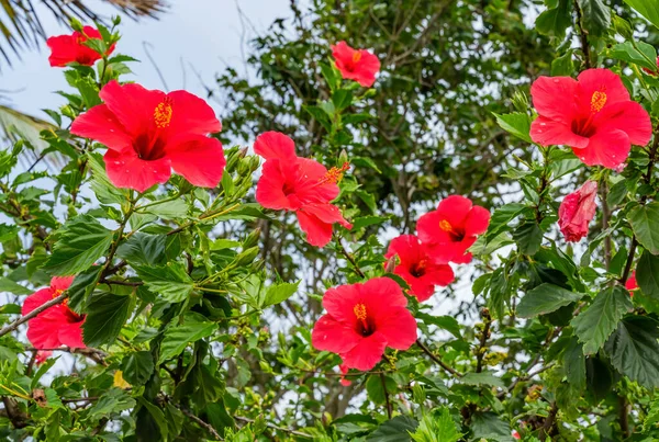 Geschilderde Lady Red Tropical Hibiscus Bloemen Groene Bladeren Paaseiland Chili — Stockfoto