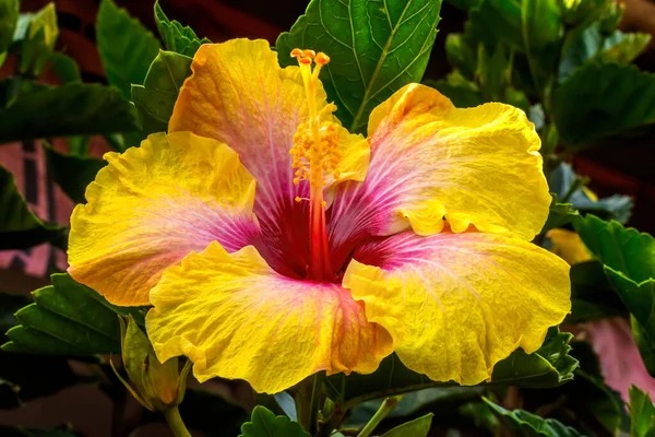 Golden Yellow Pink Red Eye Kali Tropical Hibiscus Flowers Green — стокове фото