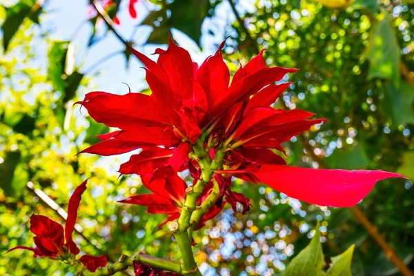 Vahşi Kırmızı Yapraklar Poinsettia Çiçek Açan Macro Puebla Meksika Ellevue — Stok fotoğraf