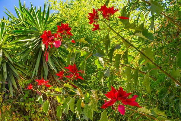 Wilde Rode Bloemblaadjes Poinsettia Bloeiende Macro Puebla Mexico Ellevue Washington — Stockfoto