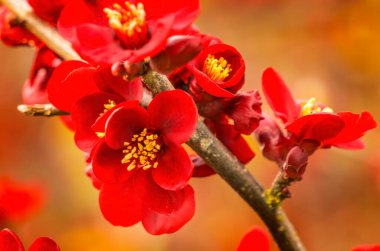 Maroon Red Atsuya Hamada Ayva Çiçek açan Meyve Ağacı Macro Bellevue Washington Eyaleti