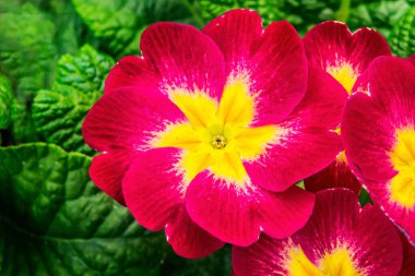 Kırmızı Sarı İngiliz Primrose Primula Vulgaris Blooming Macro Bellevue Washington Eyaleti. Avrupa 'ya özgü