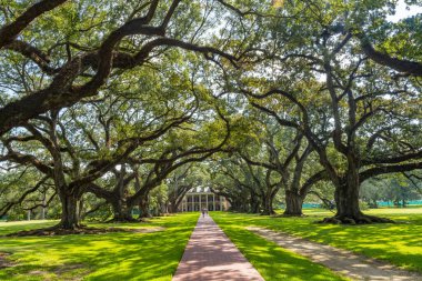 Oak Trees Oak Alley Çiftlik Evi Vacherie Saint James Parish Louisiana. Şeker Çiftliği Ulusal Tarihi Tarihi Tarihi Tarihi Tarihi Tarihi 1800 'lerin başında köleliğe dayalı olarak inşa edilmiştir. İç Savaş 'ın sonunda kölelerin serbest bırakılmasıyla çiftlik iflas etti..