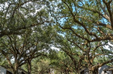 Oak Trees Oak Çiftlik Evi 'nin dışında Vacherie Saint James Parish Louisiana. Şeker Çiftliği Ulusal Tarihi Tarihi Tarihi Tarihi Tarihi Tarihi 1800 'lerin başında köleliğe dayalı olarak inşa edilmiştir. İç Savaş 'ın sonunda kölelerin serbest bırakılmasıyla çiftlik iflas etti..