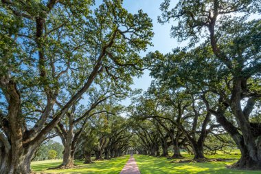 Oak Trees Oak Alley Çiftlik Evi Vacherie Saint James Parish Louisiana. Şeker Çiftliği Ulusal Tarihi Tarihi Tarihi Tarihi Tarihi Tarihi 1800 'lerin başında köleliğe dayalı olarak inşa edilmiştir. İç Savaş 'ın sonunda kölelerin serbest bırakılmasıyla çiftlik iflas etti..